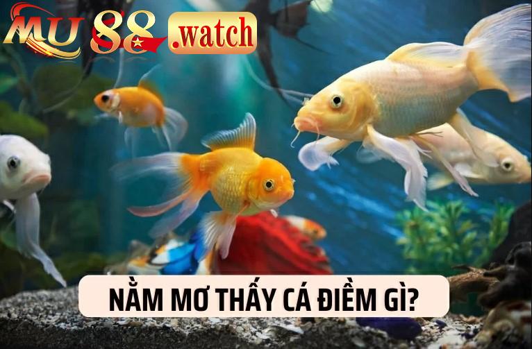 Ý nghĩa của giấc mơ thấy cá báo điềm gì?